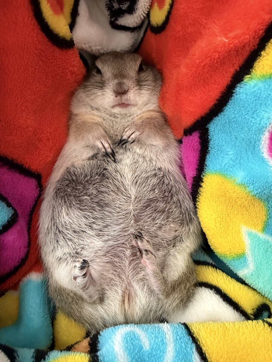 ニコルとウィリーといる日常 tweet media