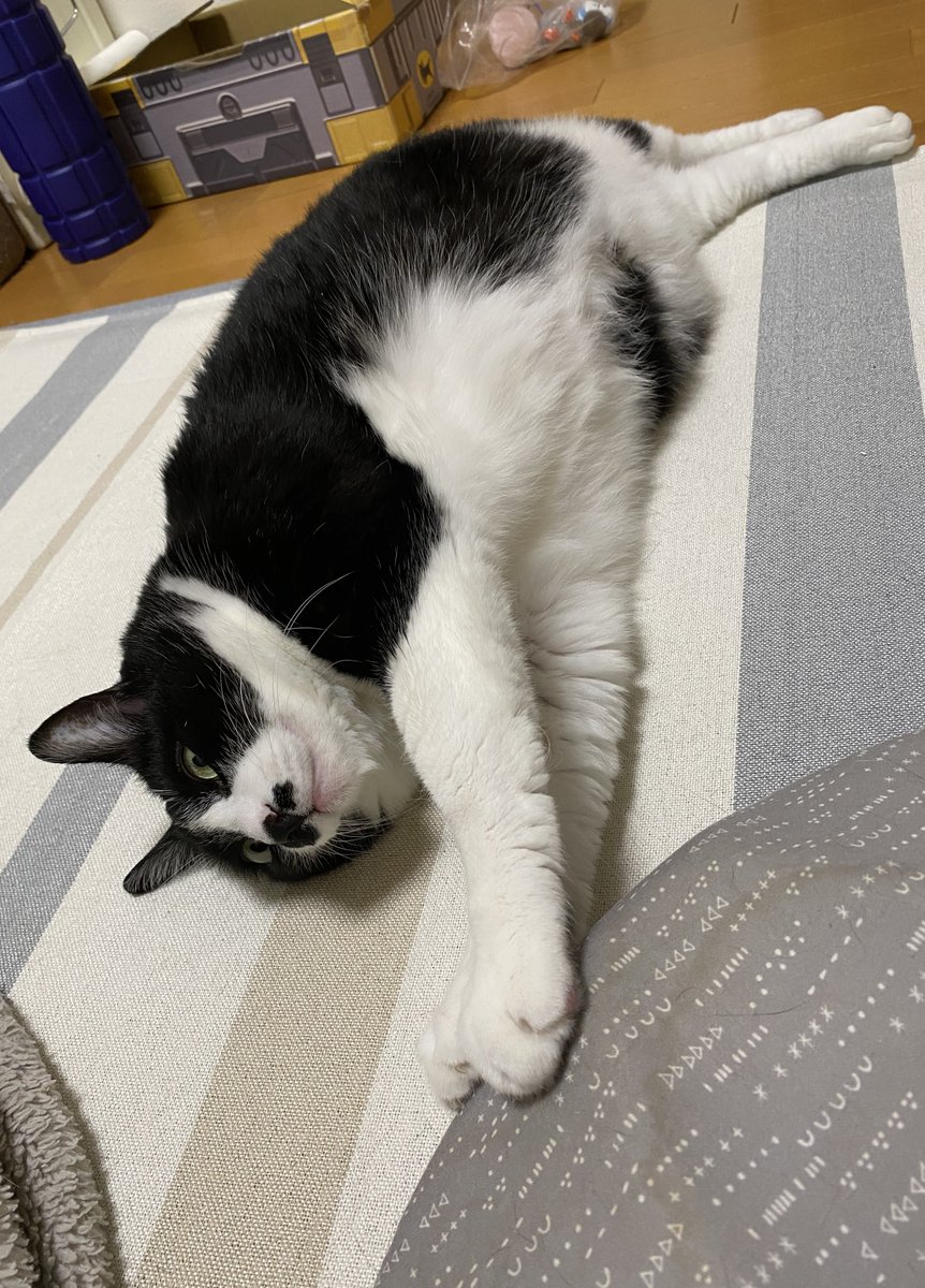 今日は猫の日なので TLは猫さんで溢れそう🥰 みんなみんな幸せに 健康