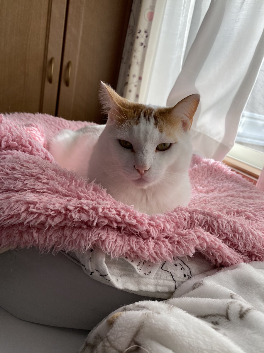 今日は猫の日なので TLは猫さんで溢れそう🥰 みんなみんな幸せに 健康