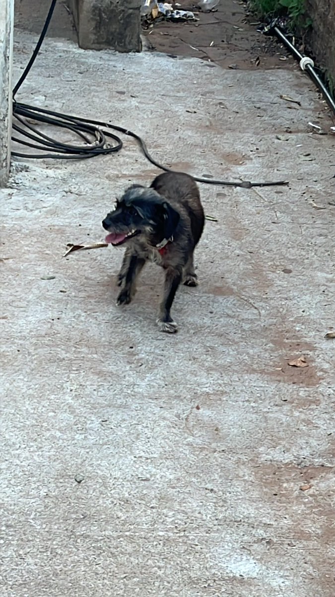 <a href="/perdidospy/">Mascotas Perdidas Py 🇵🇾</a> perrito perdido frente a clínicas Mcal López. Está desorientado y no se deja agarrar 🥲 si pueden colaborar así llega a sus dueños