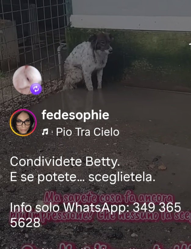 Gioia46507476's tweet photo. BETTY È IN CANILE DA SOLA. TUTTI I COMPAGNI SONO STATI ADOTTATI E LEI SE NE STA IN UN ANGOLO CON LE ZAMPETTE IN ACQUA. HA 7 ANNI PESA 18 KG E SI TROVA IN UN CANILE DELLA CALABRIA. HA BISOGNO DI VIVERE UNA VITA FUORI DALLE SBARRE. TANTI RP RP RP 🙏 🙏🙏❤️❤️❤️❤️❤️❤️❤️❤️❤️❤️❤️ https://t.co/Rvw9azaO6O