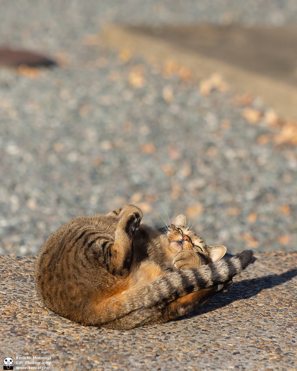 ネコの日おめでとうにゃん！

かわいいと思ったら、😻♥ポチッとコメントで教えてにゃ！
フォローとイイね、ありがとにゃ

#猫
#猫の日
#nekoくらぶ