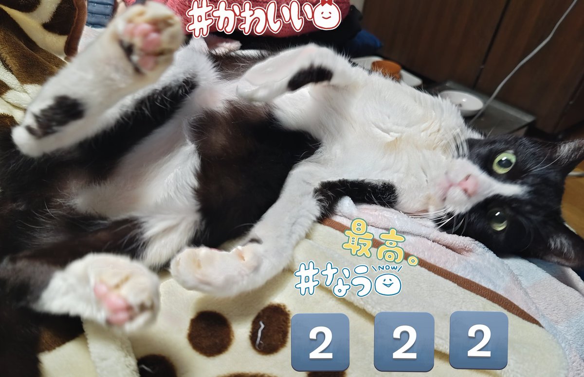2月22日は #にゃんにゃんにゃんの日 夜中に忍者が侵入してこようとした