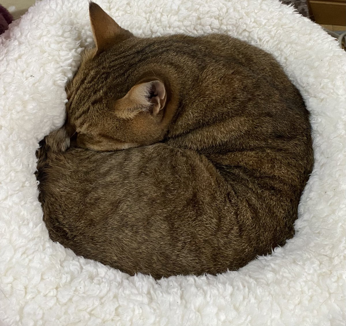 今日は猫の日🐱

今年で君がウチに来てから6年
いつも可愛いを供給してくれてありがとう✨
これからも健やかに過ごせるように人間頑張るね

#ねこのひ