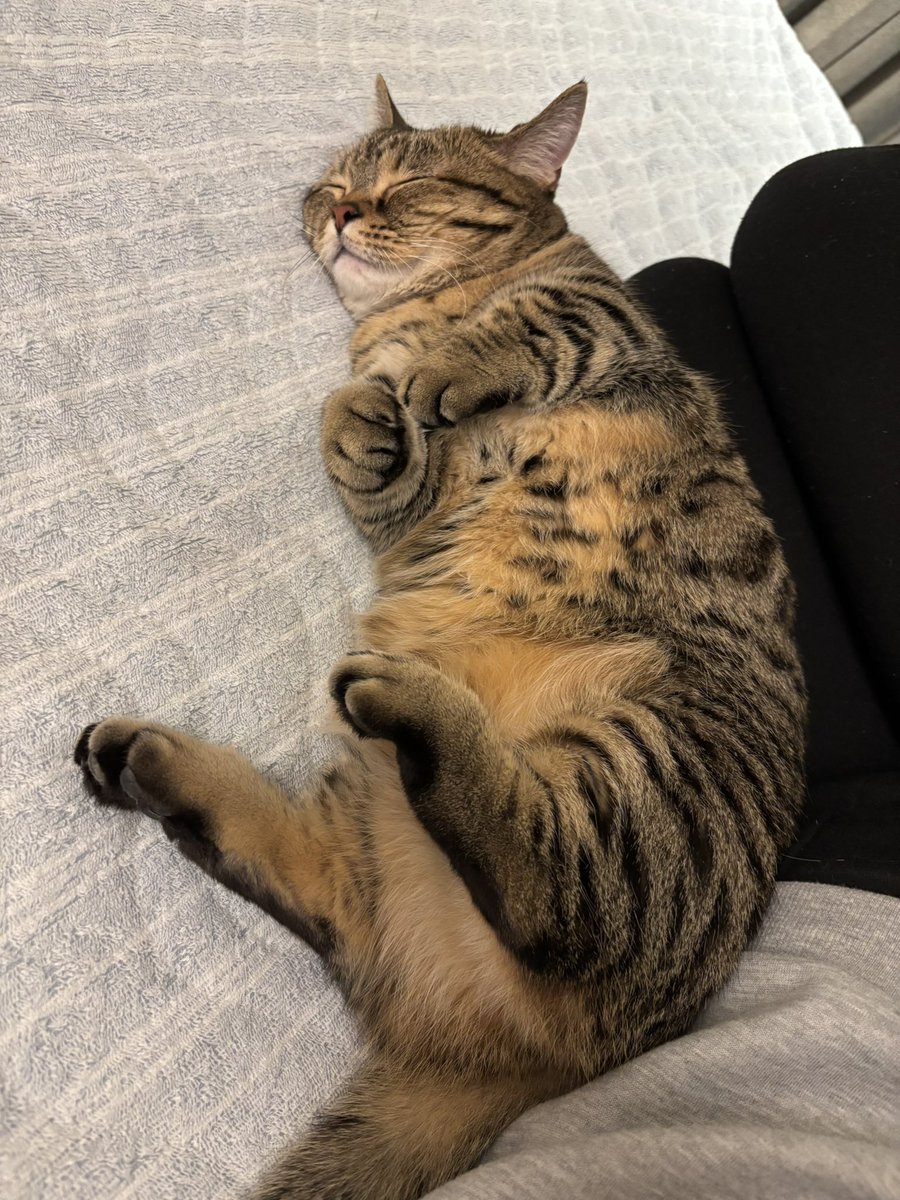 ねこナビ (@NekonaviJP) / Posts / X