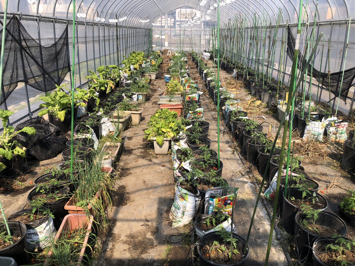 FJcATkTpnNAWGlw's tweet photo. おは菜園（☀️）

みなさま今日もよろしくおねがいします😊
ゆるふぁいゆるふぁい🍅🍠

今日はブロッコリー500本を植える日🥦
なかなか忙しいですが頑張ります💪

写真は昨日トマトとピーマン🍅🫑を植えた第一ハウス🌱 https://t.co/Ef7M1ZcV0Z