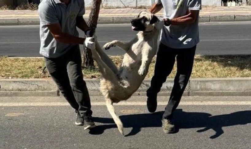 Şanlıurfa’da sokakta yaşayan hayvanların hepsini toplayıp barınağa hapsettiler bu gün sokakta kedi köpek bırakmayanlar yarın istemedikleri herşeyi insan üzerinde devam ettirecekler bu gün sustuğunuz zulüm yarın sizi bulacak . Önce hayvana ,sonra insana . Yaşattığınızı yaşayın