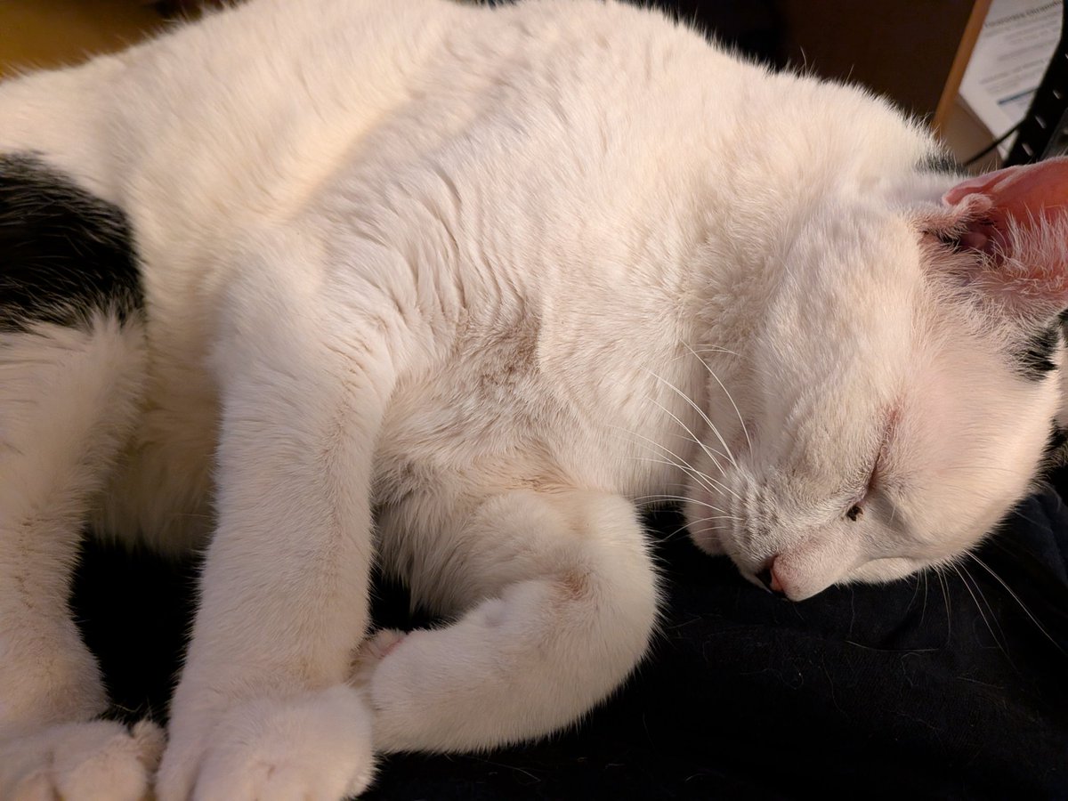 30 secondes avant les yeux fermés bouche ouverte satisfaisant. Et la... une odeur... Ce petit con a lâché une perlouze... Arf... C'est qui, qui l'a éduqué ce chat ??????