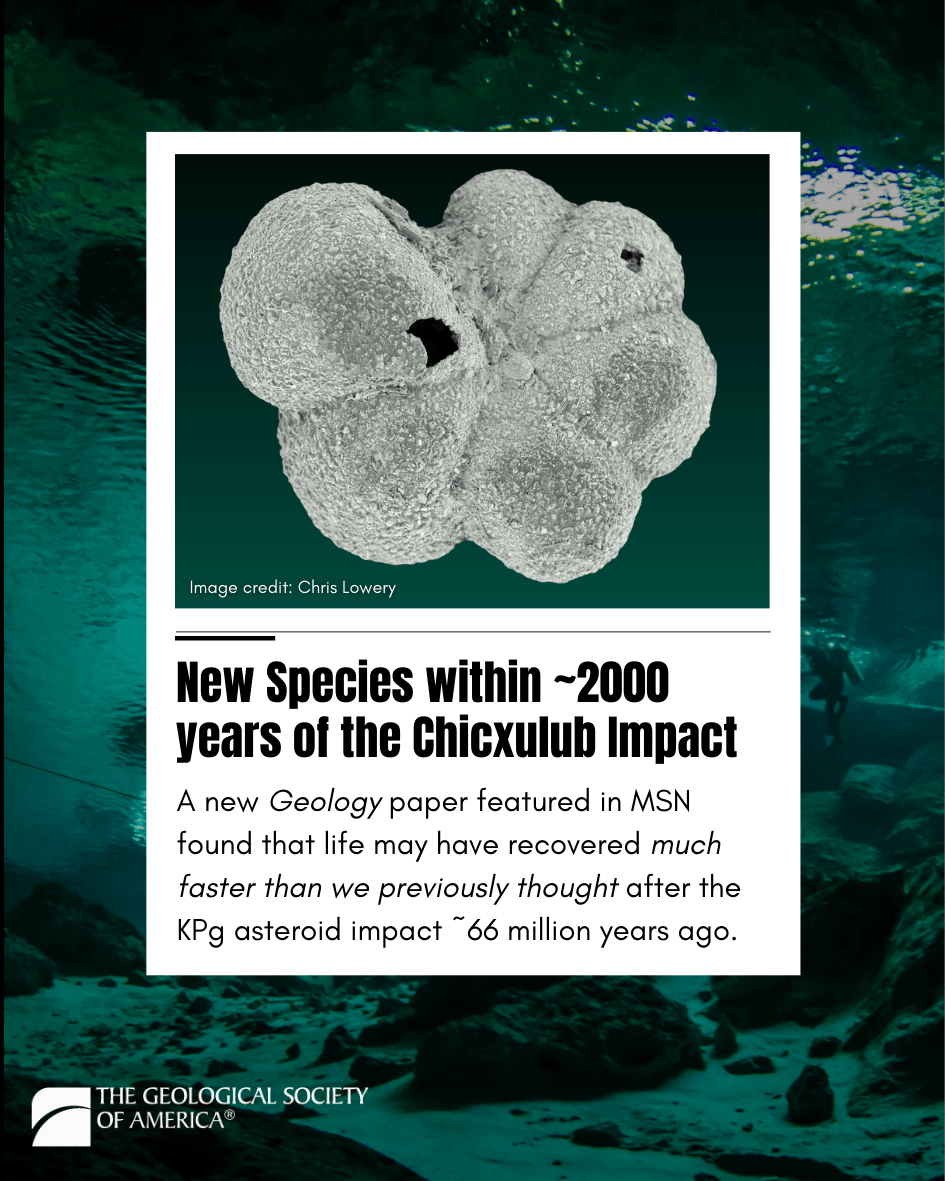 geosociety's tweet photo. How long did it take for life to bounce back after the KPg asteroid impact and mass extinction event 66 million years ago? ☄️ A new #Geology study found that life recovered much faster than we previously thought.

Using high-precision helium-3 isotope dating to recalibrate the earliest phase of post-impact recovery, Lowery et al. found that new species began evolving just a few thousand years after the Chicxulub impact, drastically shorter than the previously proposed timeline of around 30,000 years. 

The study documents up to 10–20 new planktic foraminifera species within a few thousand years of the boundary, marking one of the most rapid evolutionary bursts ever recorded. These tiny marine organisms helped rebuild ocean food webs and initiated the first phase of Earth’s long biological recovery.

These exciting new findings are gaining national media attention, including coverage in MSN.

🔗 Read the full study: https://t.co/AHeRQ6tdzr
#MassExtinction #Chicxulub #GSAPubs