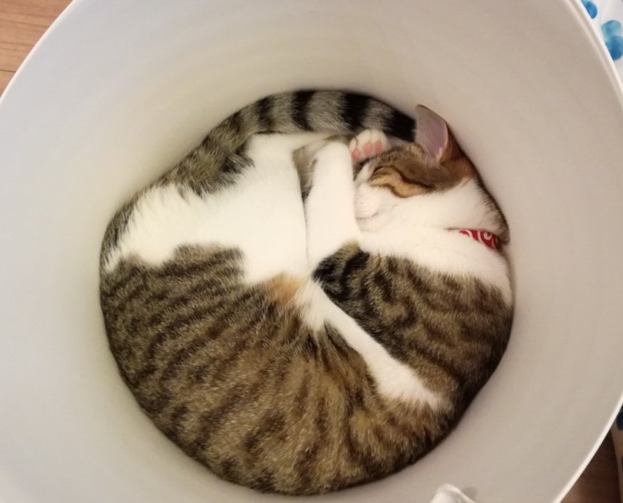 ねこの日2026 ⑧ 猫の日2026