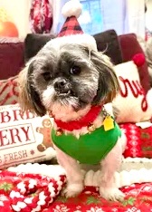 CHARLIE IS MISSING IN FLUSHING: last seen at Bowne St and Parsons Blvd. He's 17 pounds and chipped: 985113010364676. If you've seen or found him please call 888-466-3242 and PLEASE RT CHARLIE!