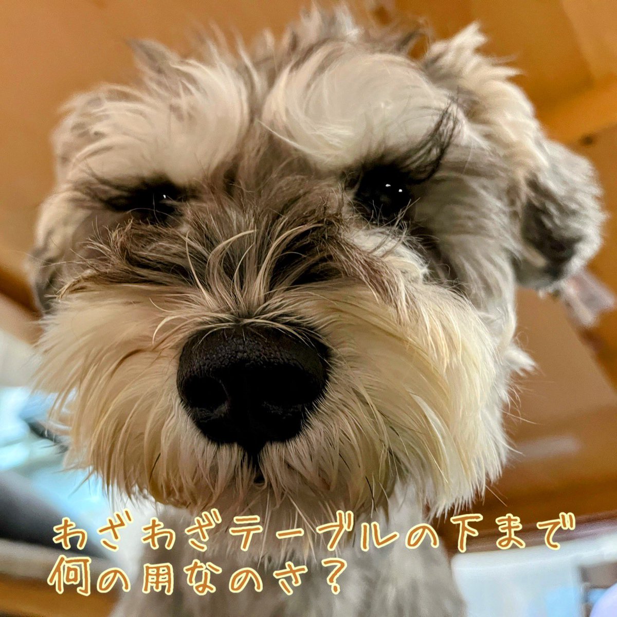 🫩お呼びでない？🦥🫩
#ミニチュアシュナウザー
#犬好きさんと繋がりたい
#犬のいる暮らし