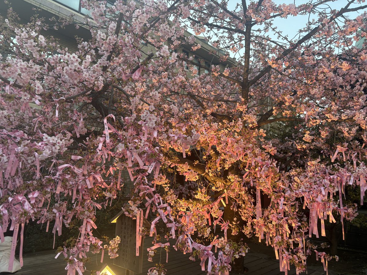 3838ym's tweet image. 2/21 10.2km(5'17"/km) 久しぶりに予定無くダラダラしていたら気づいたら16時に。慌てて駒沢へ。そういう日もあっていいでしょう。三連休って最高🫶
桜神宮は満開でした。