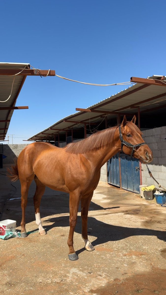 سلطان السبيعي || إعلام الخيل🥇 tweet media