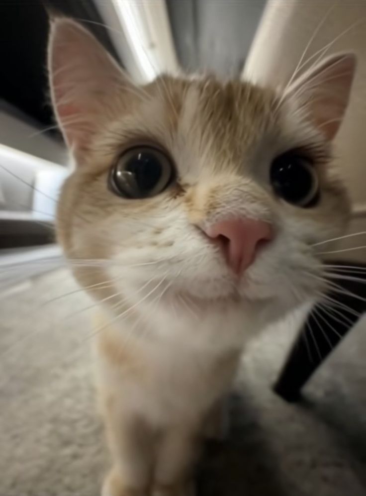 lu ✧˖* (@getupcow4rd) on Twitter photo 