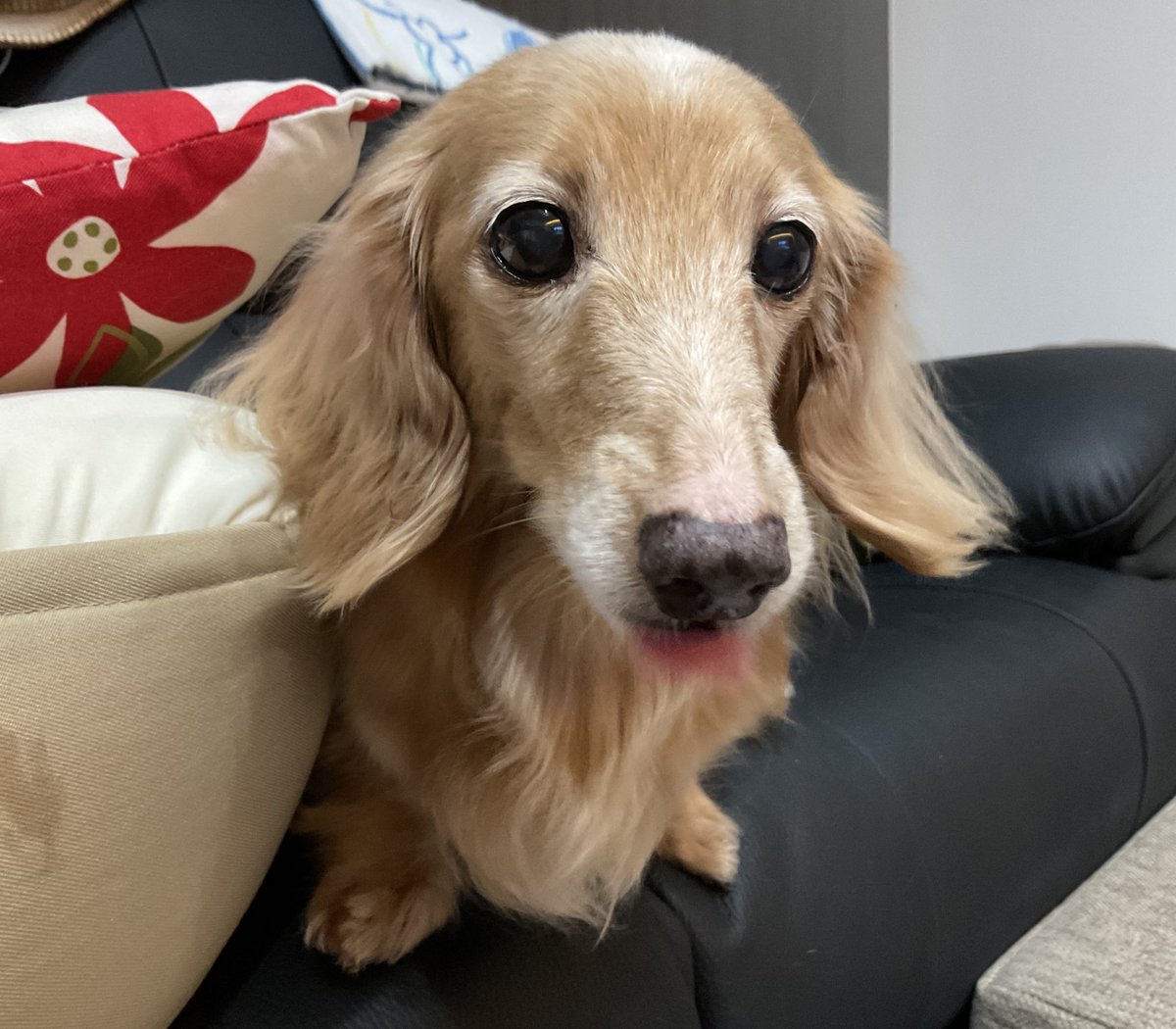 K5lISSpQibIbFZc's tweet image. おはようございますU^ェ^U
2月22日(日)😺😸🙀
最高気温12℃😅
雪全部溶けますね🙌
連休2日目
楽しい1日をお過ごし下さい🤗
🎪行きたいけど💦
テレビ見て行った気になる😂
今日もよろしくお願いします😊