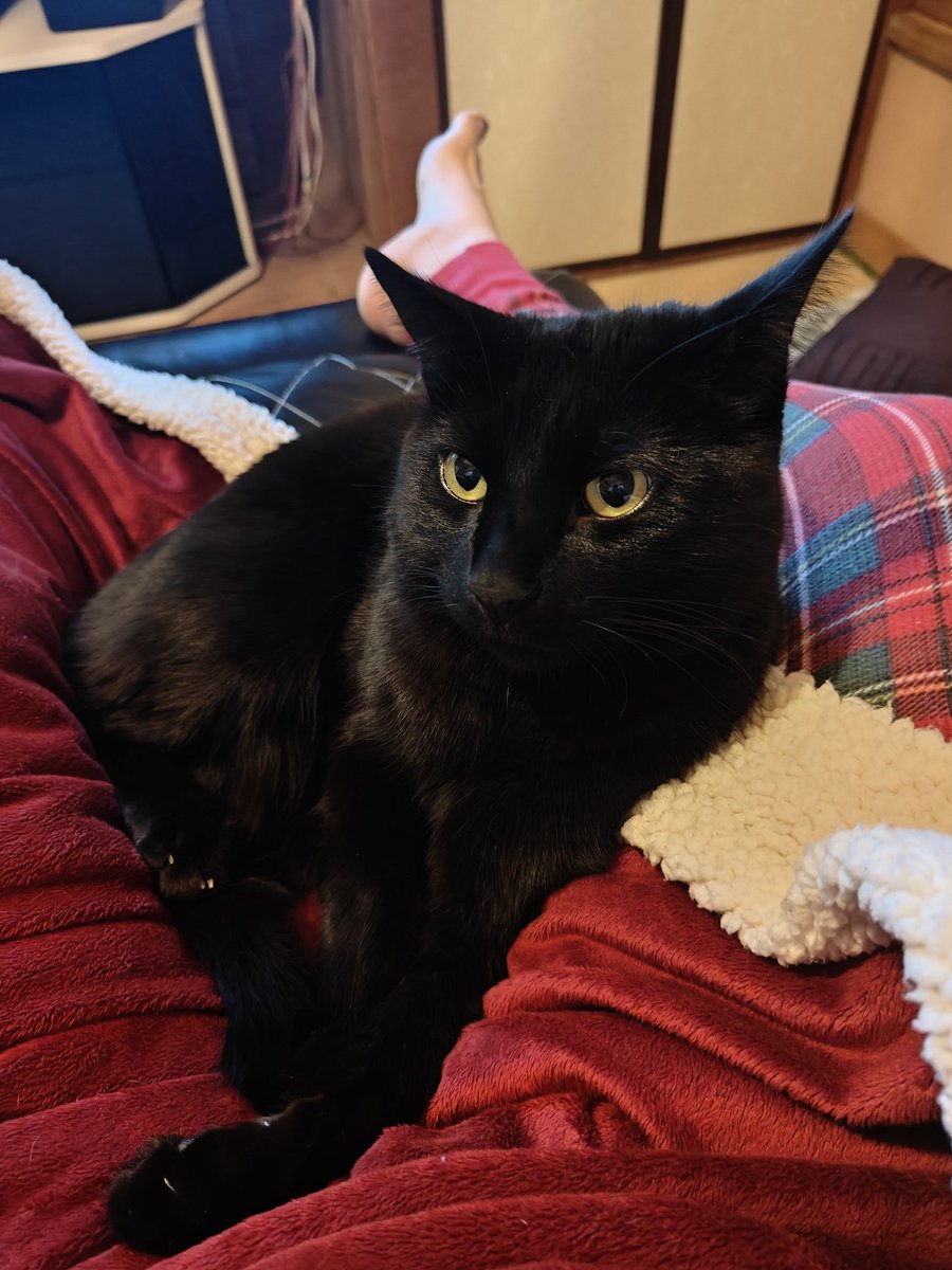 ShokoMama531's tweet photo. 2/22、おはようございます。
本日は猫の日みたいですね🐈⬛
家のジジ氏は本日も甘えん坊です。
毛並みが艶々していて、触るともふもふしています♡
いつまでも元氣でいてね。
あいらぶゆーそーまっち🖤
#黒猫部 #猫の日 #黒猫のジジ
#Jijitheblackcat #Catday https://t.co/MVUul2QG5P