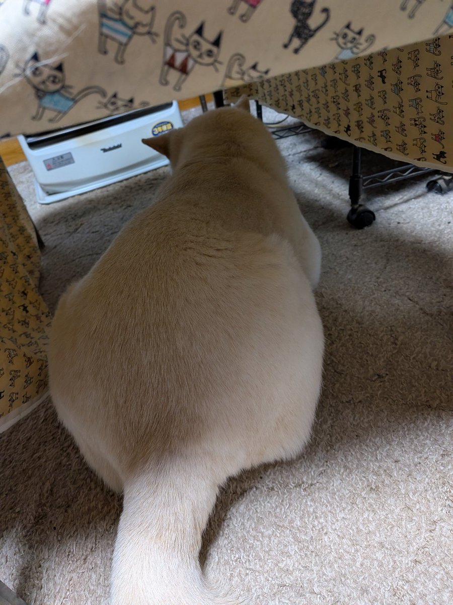 shyrimina's tweet photo. 2月22日(日)今日はにゃんにゃんにゃんで猫の日だけど、今朝はコタツinこの背中だけみたら猫だな〜 https://t.co/PITARGqpzx