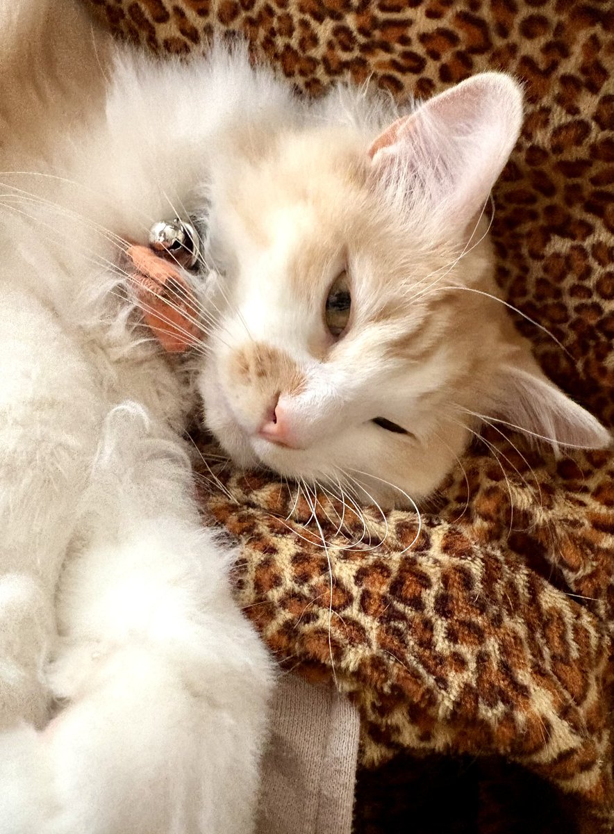 おはようございます🐈🐾 今日は にゃんにゃんにゃんで 猫の日🐱 まさ