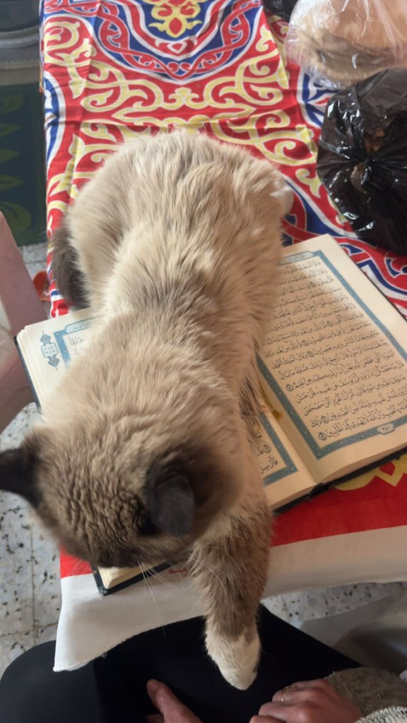 My cat Leo was an innocent soul.
He used to sleep on the prayer mat and lie close to the Qur’an in silence,
as if searching for a sense of peace that this world failed to give him.

Leo knew nothing about politics or borders.
He only knew warmth, safety, and hunger.
And in this