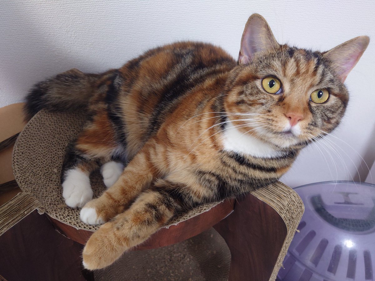今日はねこの日だって🐈️
みんないつも元気でかわいい😺

#ねこの日