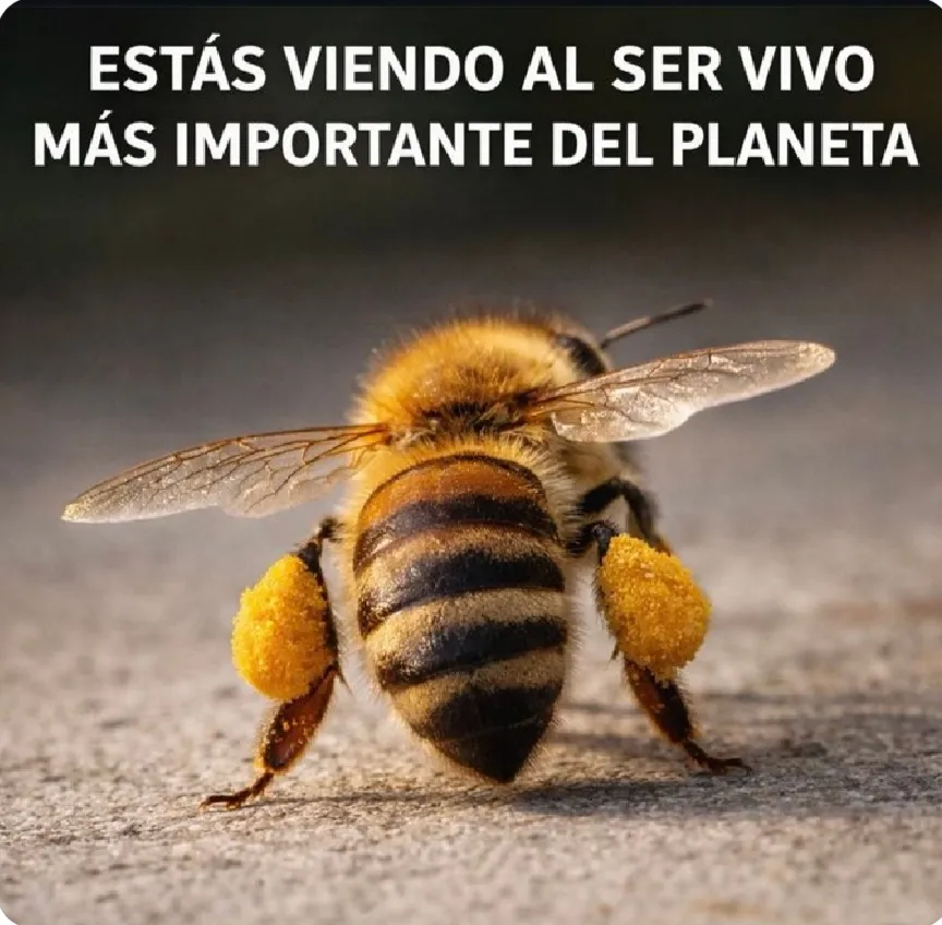 Cuando se te acerque una abeja, no la mates, por favor 🙏.