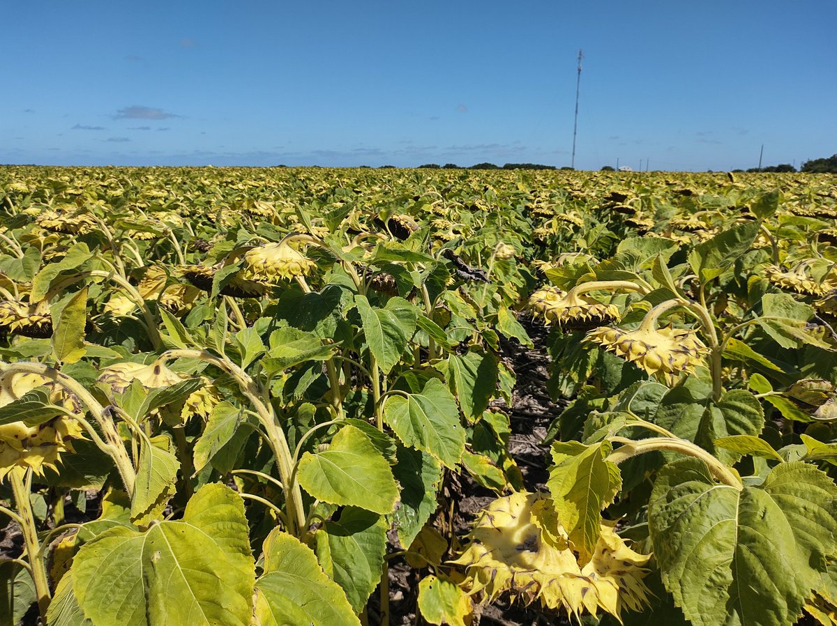Juan Pablo Martínez tweet media