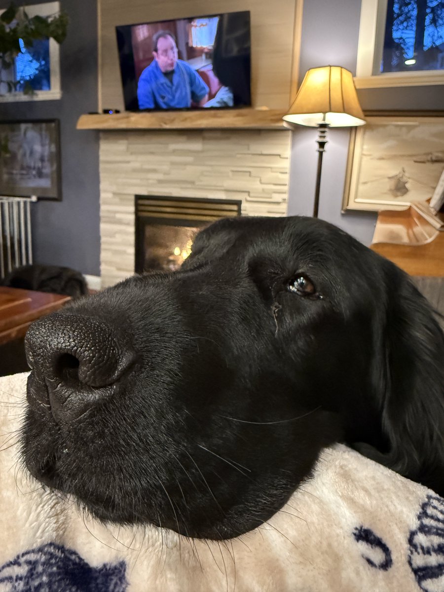 flatcoatsx3's tweet photo. Here be’s my boop. With a bit of side-eye. Mama just blocked a bunch of nasties! Thankful for ours real and true followers! We love yous all! ❤️🐾#stanleysaturday #cornergasphotobomb #wearentbots https://t.co/E01sQIwLjO