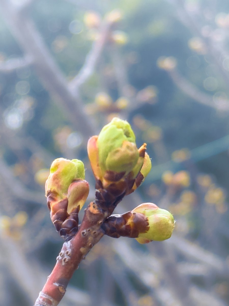 春芽胎動
iPhone pic