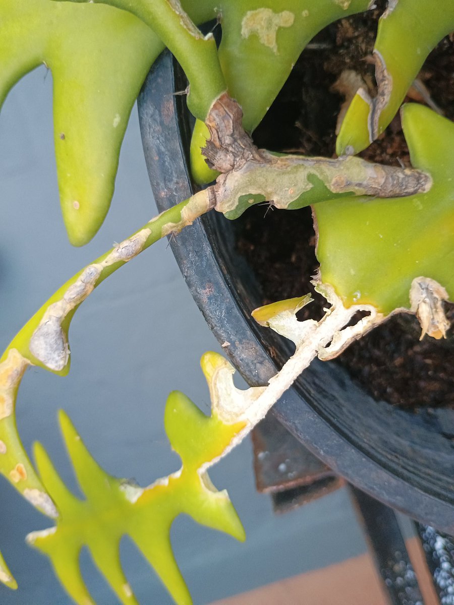 Alguien sabe qué puede ser esto? Algo me está devorando las plantas.