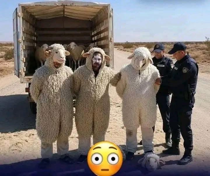SadriAziz's tweet photo. 📌الجزائر: إلقاء القبض على ثلاثة جزائريين أثناء محاولتهم دخول إسبانيا متنكرين في زي خراف
#الجزائر
#سلطان
#السيتي
#المغرب
#sibisi
#shorts
#SanValentin
#Algeria
#whatisyourlovesong https://t.co/RzcMVG5hE2
