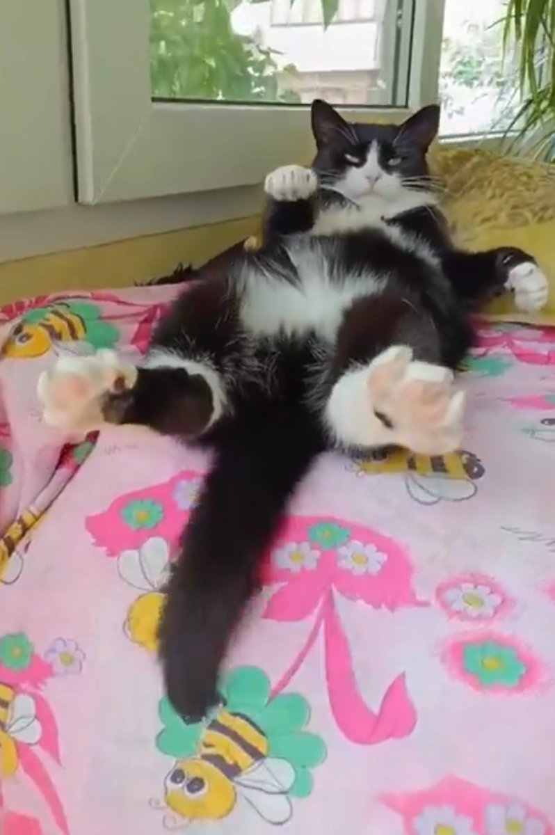 MPCEOJSpOHbpC2b おはにゃ🤍🐈‍⬛