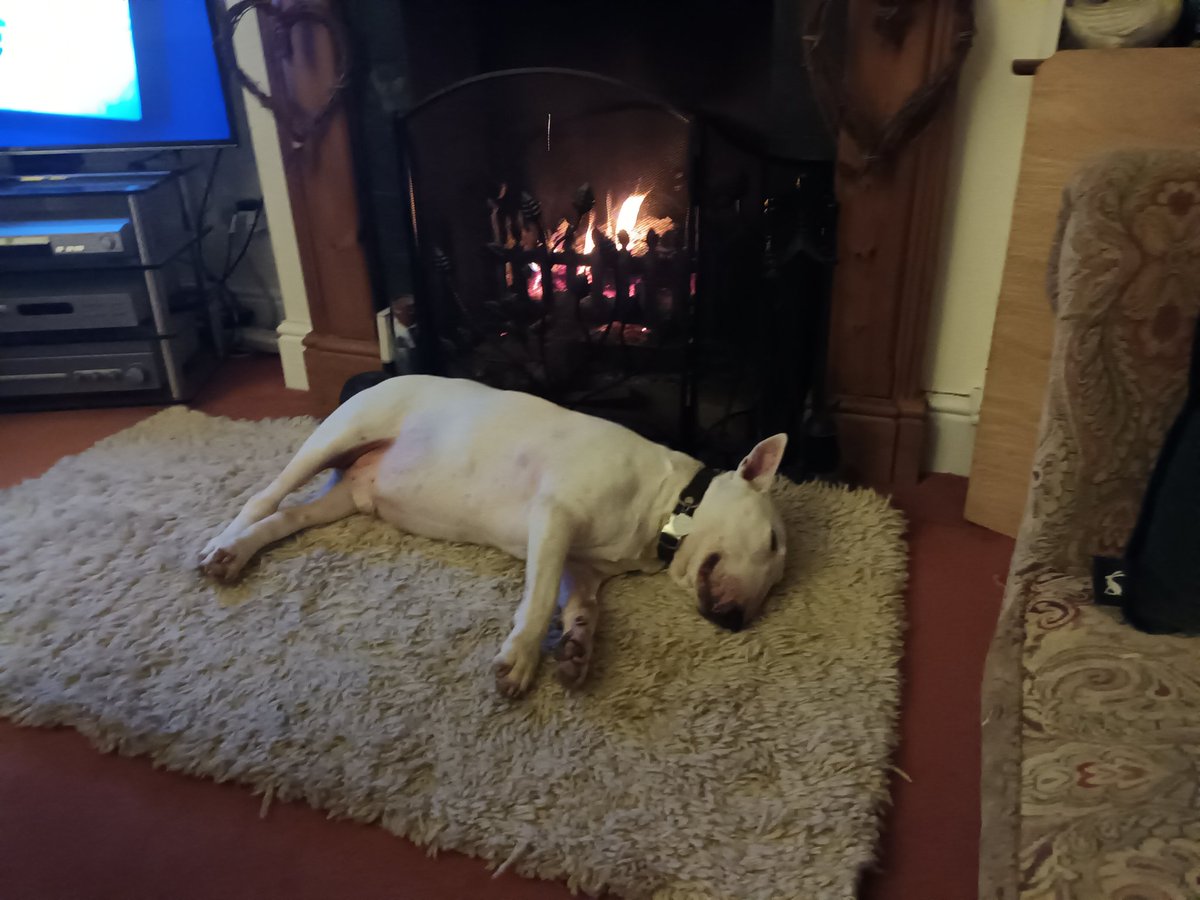 pippa__jane's tweet photo. Sleep of the innocent ๐ด๐ด๐ด ๐ฅฐ๐พโค๏ธ๐พ #bullterriers #life https://t.co/mLq3m3vfr0