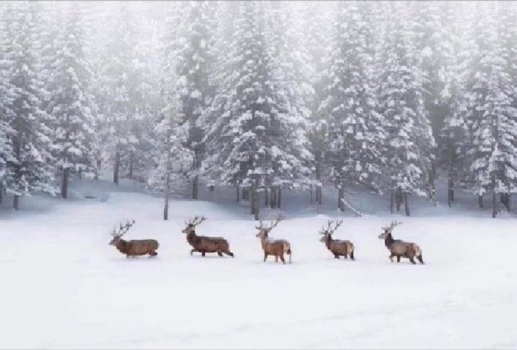 InsurCo1's tweet image. Өглөөний мэнд ээ