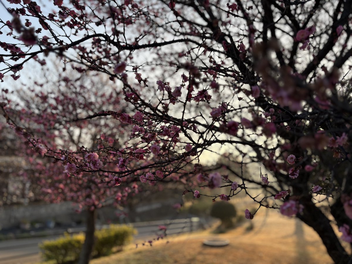 menmaB's tweet photo. 🥶寒さを理由にサボってた早朝散歩を再開。いつもの公園の梅が綺麗に咲いてました😘

#もうすぐ春だよ https://t.co/qumu1soedL