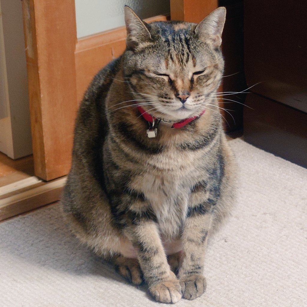 ﾈｺﾁﾔﾝﾈｺﾁﾔﾝ