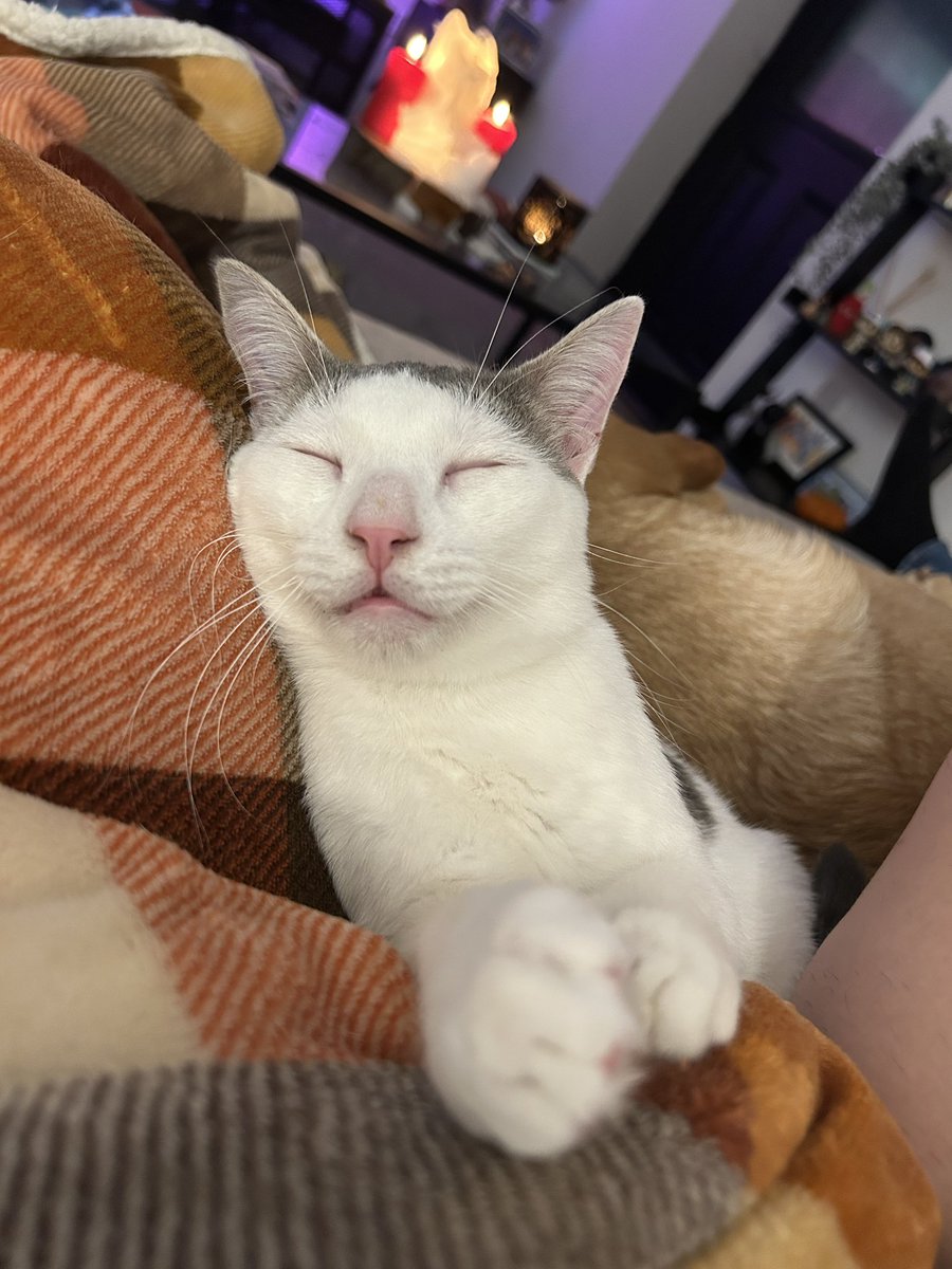 Adventures of Cooper & Orla | Mum & Dad | 8 Cats tweet media