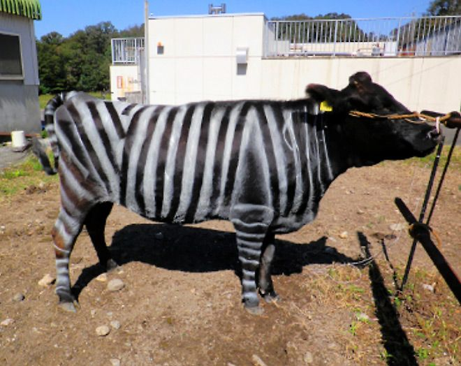 EnsedeCiencia's tweet photo. 🚨 DATO: ¡En Japón pintaron vacas con rayas de cebra y redujeron las picaduras de moscas y tábanos en un 50%! El contraste confunde a los insectos y mejora el bienestar animal sin pesticidas químicos. 🦓🐄

Este trabajo fue tan efectivo que el equipo ganó el Premio Ig Nobel de Biología.