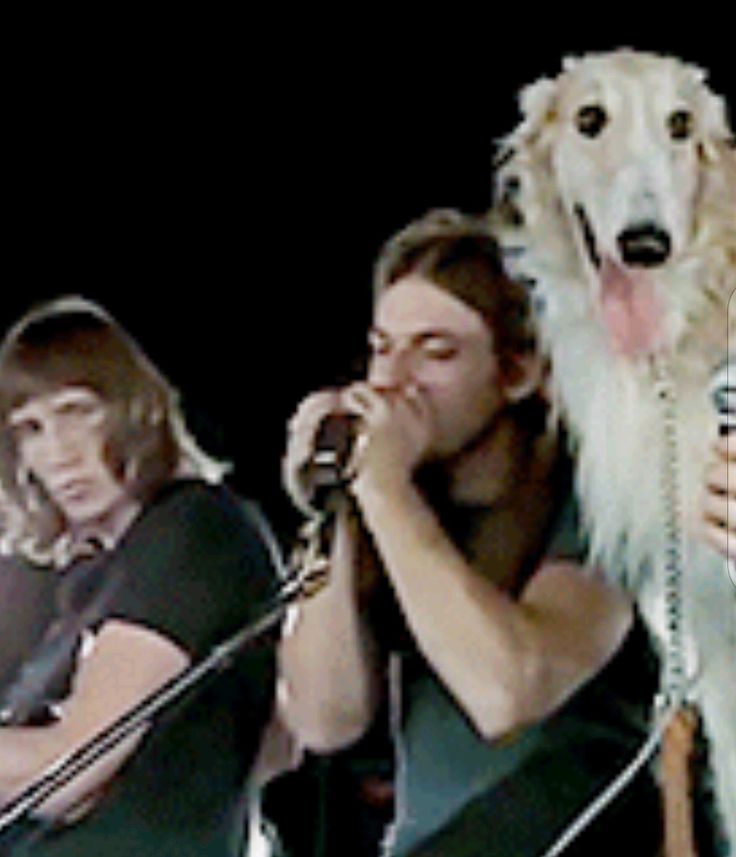 roger waters gritando com um cachorro, roger waters pai de cachorro, roger waters tocando 1 musica pro cachorro, roger waters olhando feio pro cachorro