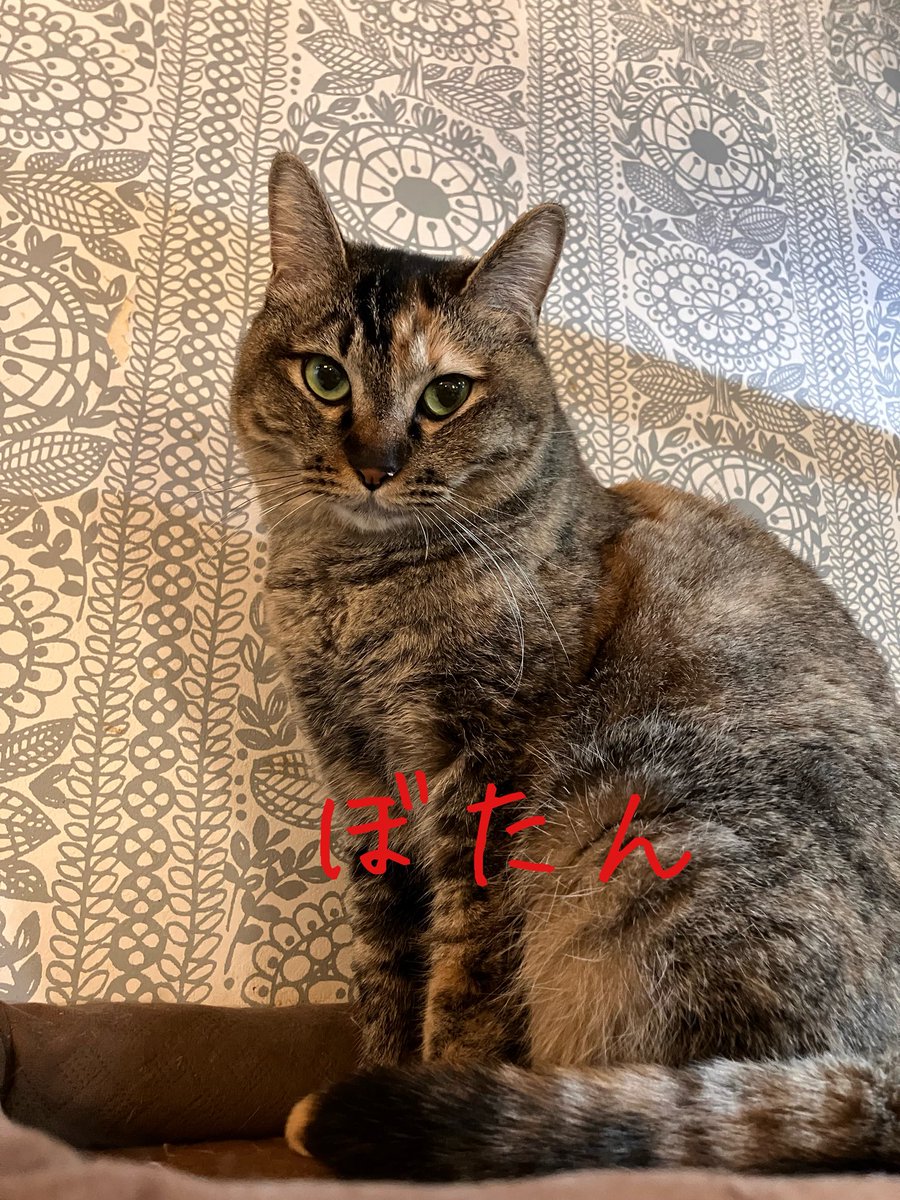 非営利型 一般社団法人 ねこたまご (@nekotamago_) / Posts / X