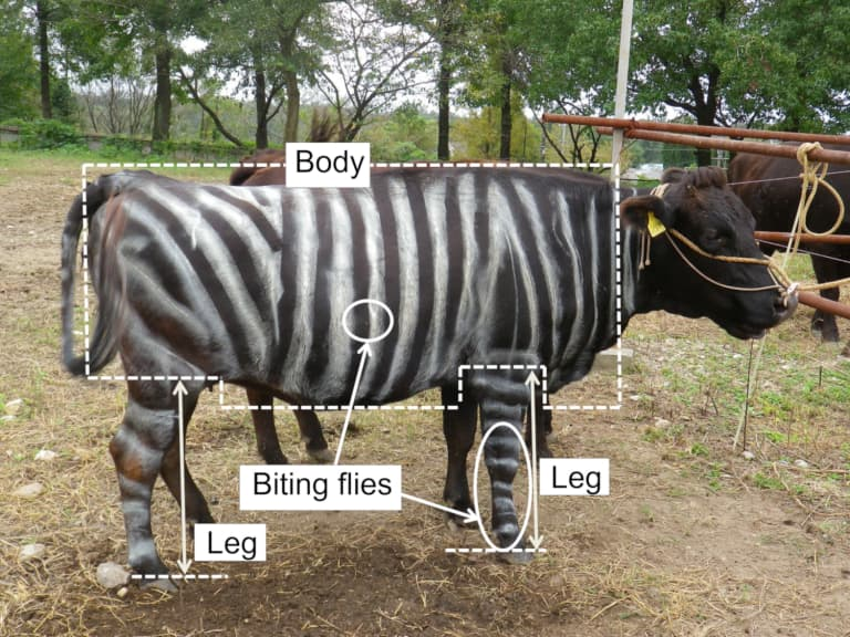 EnsedeCiencia's tweet photo. 🚨 DATO: ¡En Japón pintaron vacas con rayas de cebra y redujeron las picaduras de moscas y tábanos en un 50%! El contraste confunde a los insectos y mejora el bienestar animal sin pesticidas químicos. 🦓🐄

Este trabajo fue tan efectivo que el equipo ganó el Premio Ig Nobel de Biología.