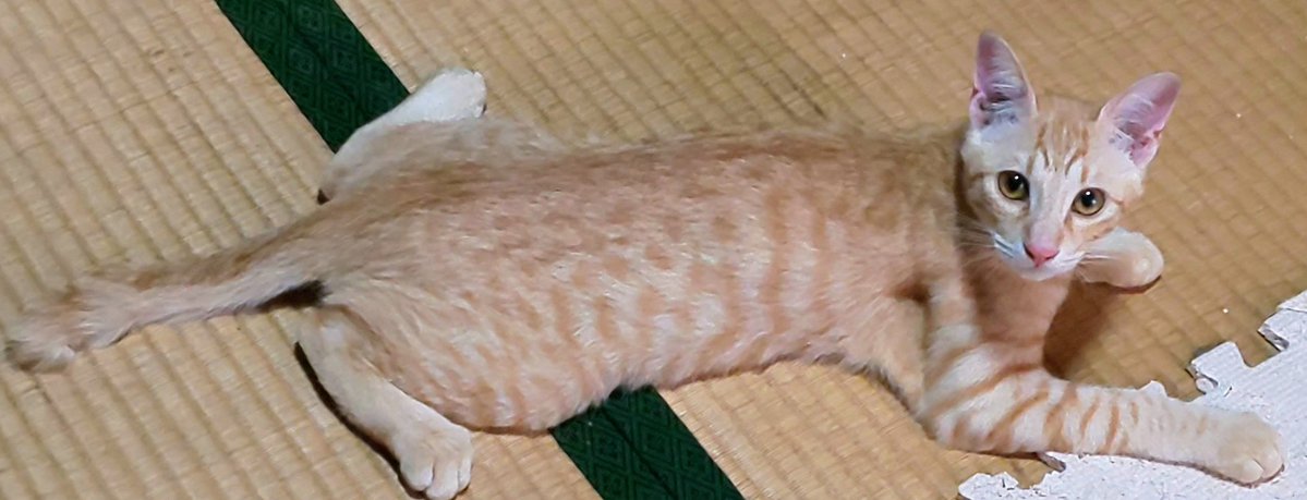 📌𝕏コミュニティ𓃠猫၈集会場𓃠今日のニャンコ🐱