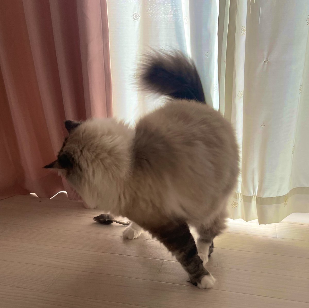 pito0925's tweet photo. 今日猫の日だって！

＃猫 ＃猫の日 https://t.co/QQQSj3ZKCX