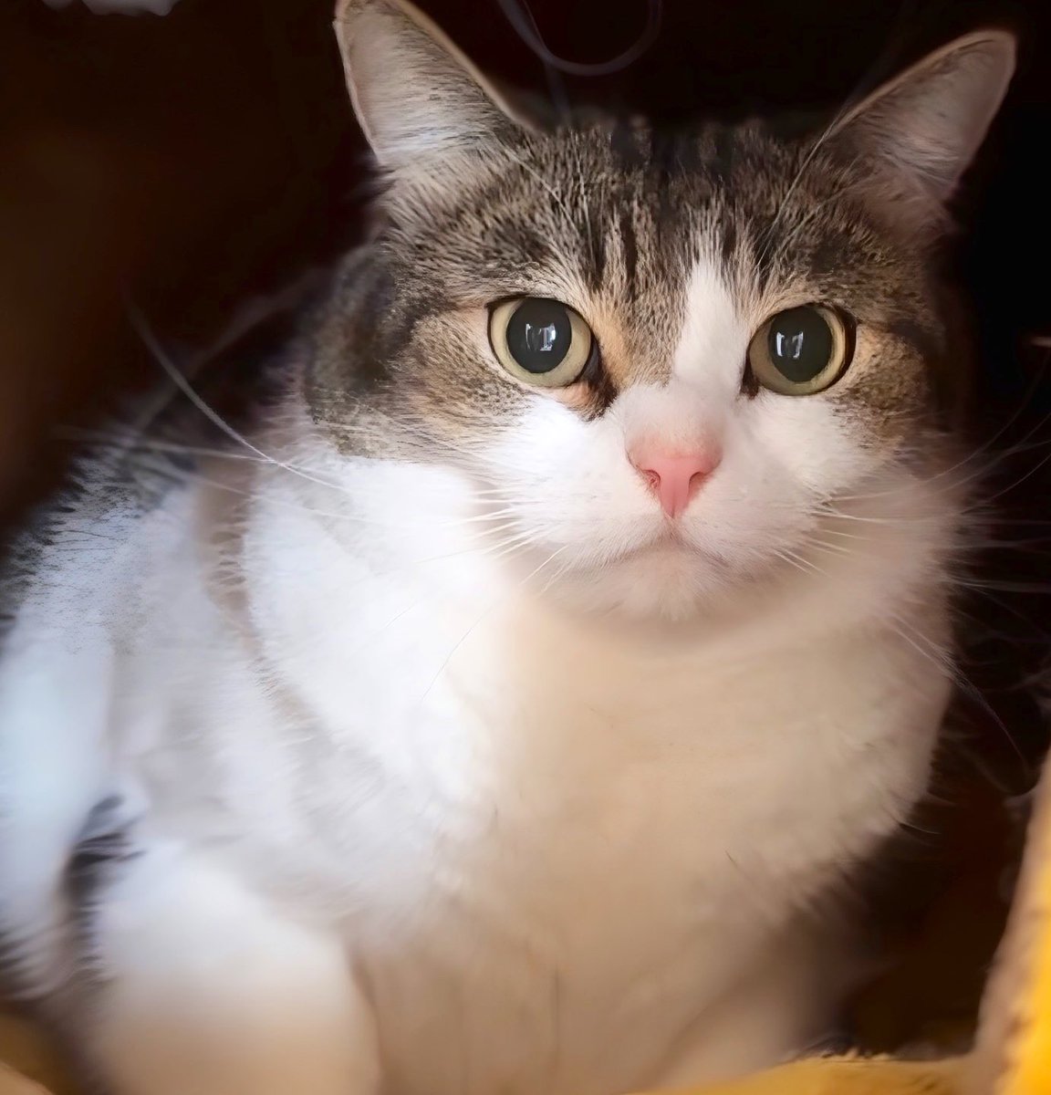 Catday's OHAYO GOZAIMASU☀️🐾 2月22日、猫の日！🐾 にゃん