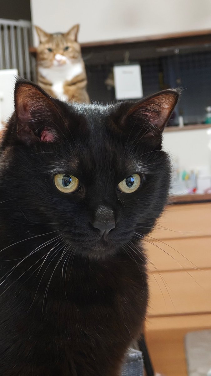 うらてん tweet media