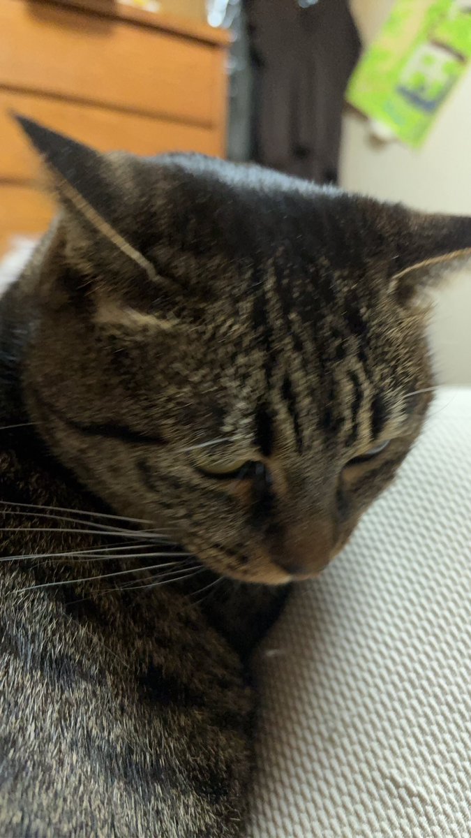 LoveNyans's tweet photo. 年に一度のお猫様大感謝祭…(*ΦωΦ)ｱﾊｧ…♥
でも、朝から仕事💦
帰ってきたら、ゆっくり遊ぼうね💕︎ https://t.co/adX8z7fAPV