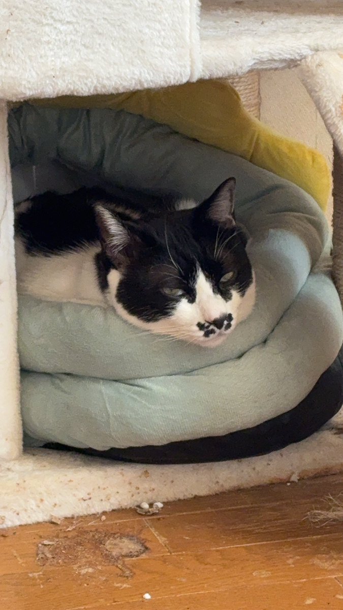 LoveNyans's tweet photo. 年に一度のお猫様大感謝祭…(*ΦωΦ)ｱﾊｧ…♥
でも、朝から仕事💦
帰ってきたら、ゆっくり遊ぼうね💕︎ https://t.co/adX8z7fAPV
