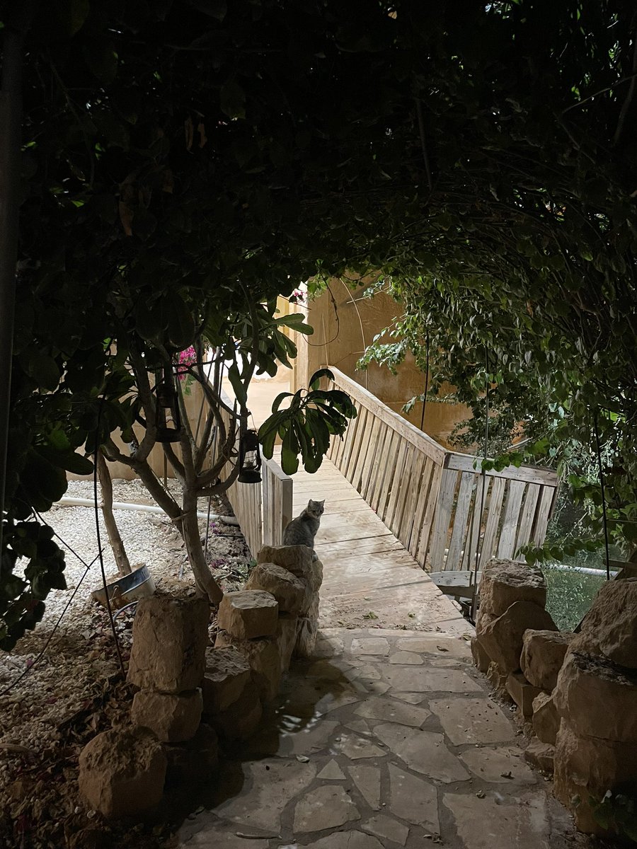 ليان tweet media