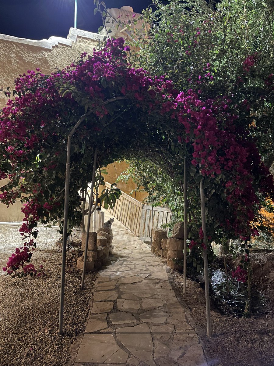 ليان tweet media