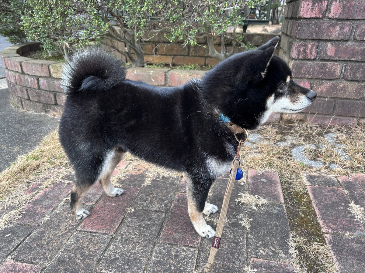 どう？巻き尾イケてるでしょ✨